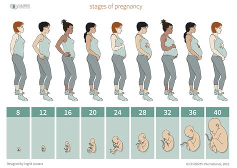 Die klassischen Stadien der Schwangerschaft